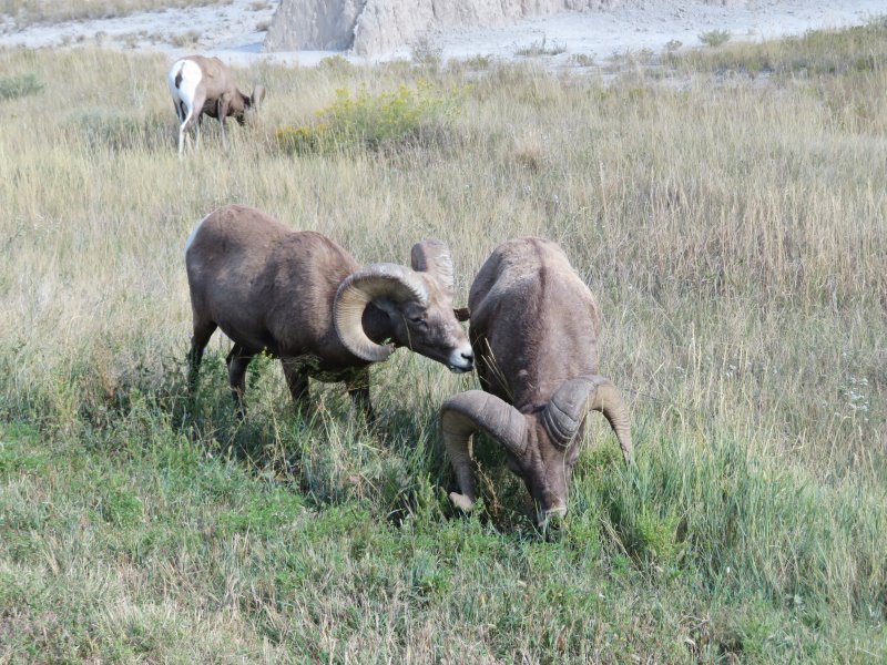 Long-horn sheep